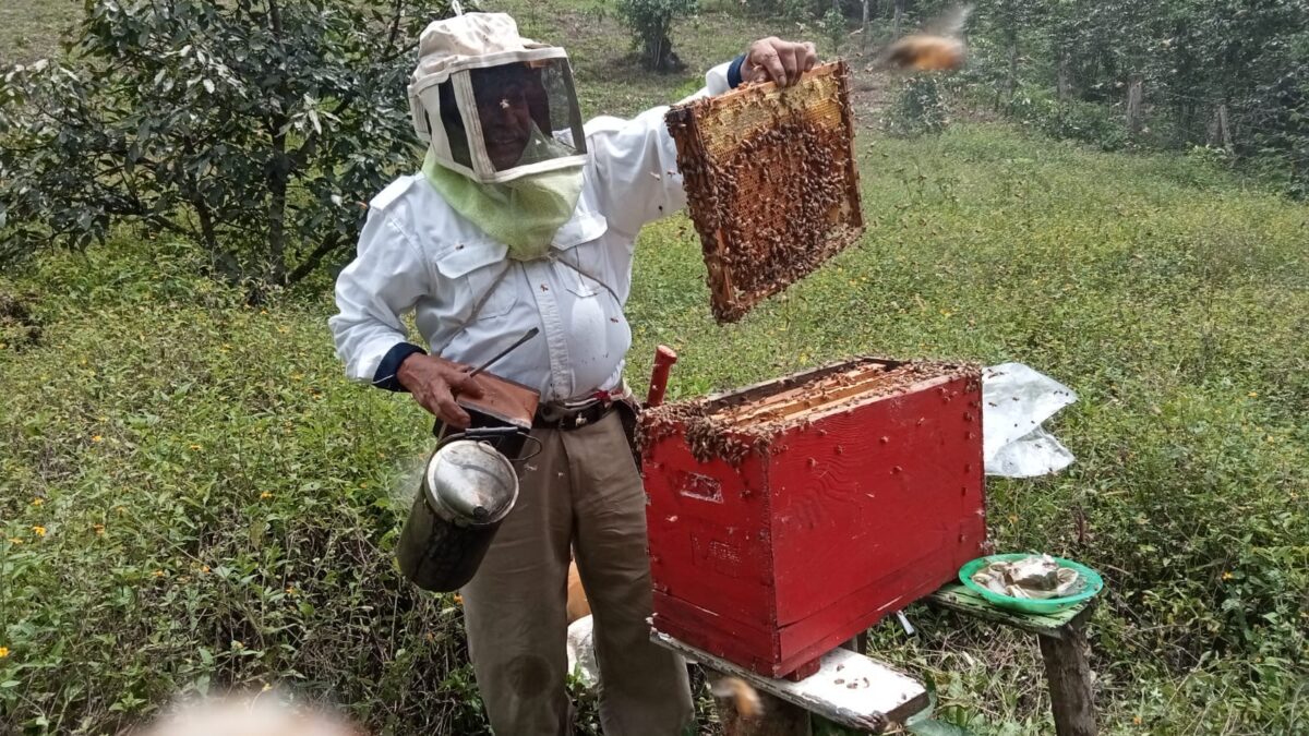 Disminuye reportes de presencia de colmenas y enjambres de abejas: Protección Civil