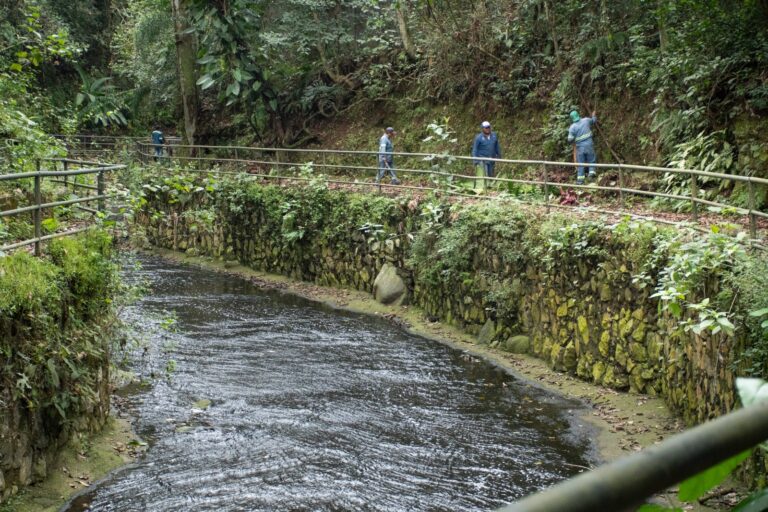 Detectan incremento de mapaches en la ribera del Rio San Antonio