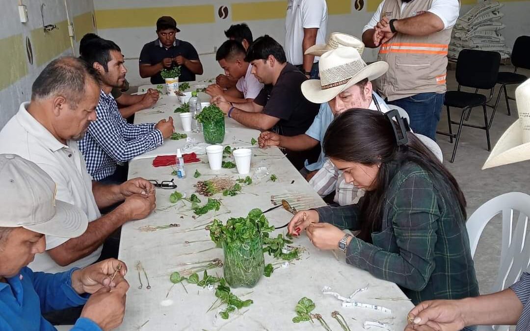 Realizan taller “Injerto de plantas de Café”