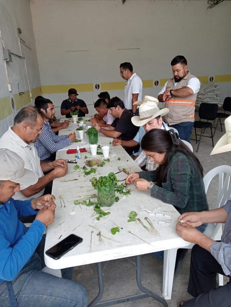 Realizan taller “Injerto de plantas de Café”