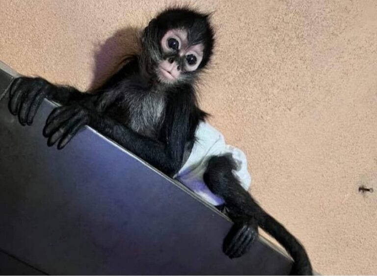 AZCARM denuncia red de tráfico de crías de monos en México en redes sociales.