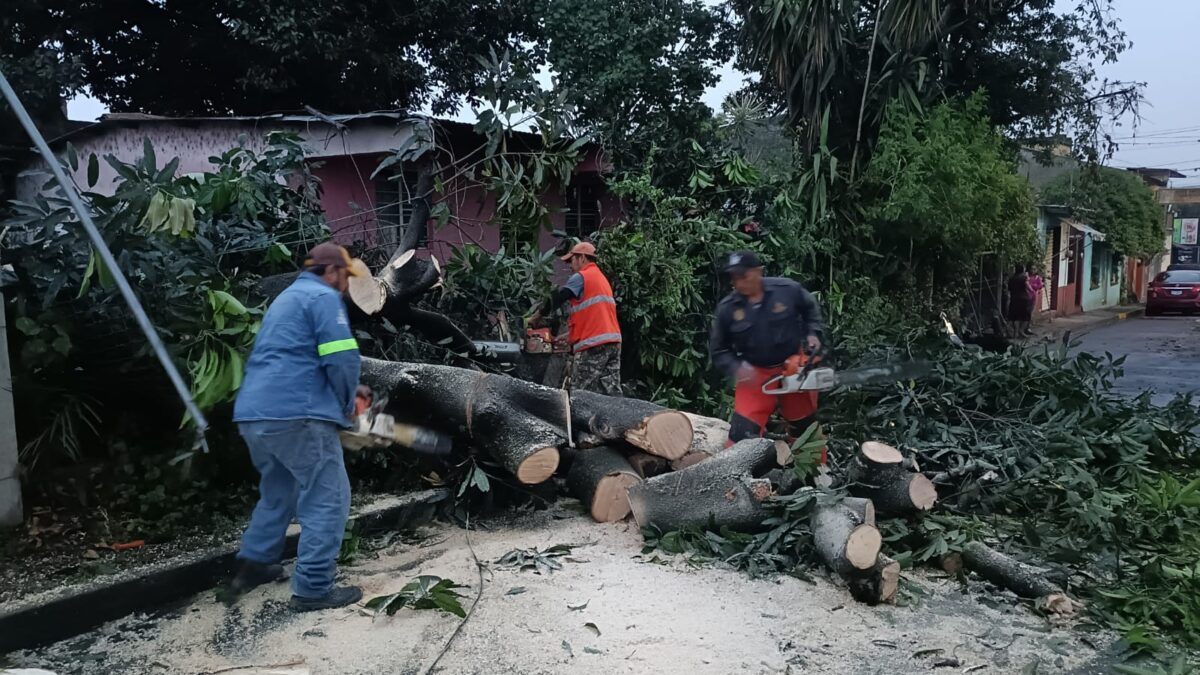Atiende Protección Civil de Córdoba reportes de árboles caídos tras el paso de intensa lluvia