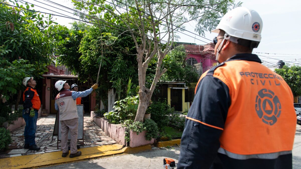 Podan árboles en el Infonavit El Dorado