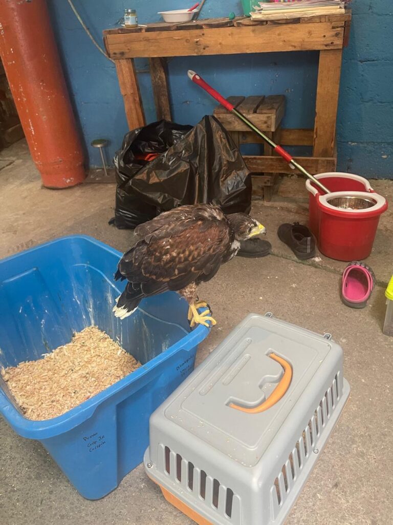 Confirma FGR detención de una persona y aseguramiento de animales exóticos #Xalapa