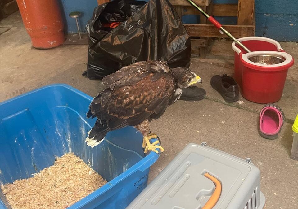 Confirma FGR detención de una persona y aseguramiento de animales exóticos #Xalapa