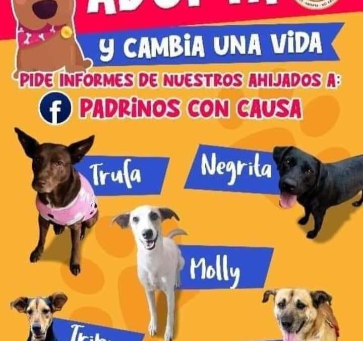 Hoy habrá pasarela perruna