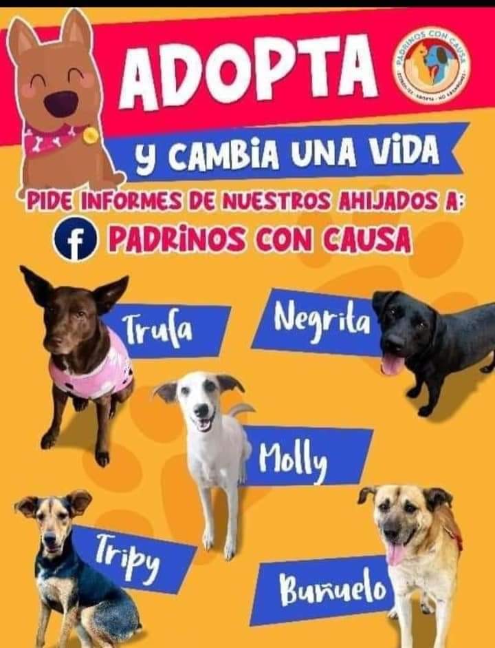 Hoy habrá pasarela perruna