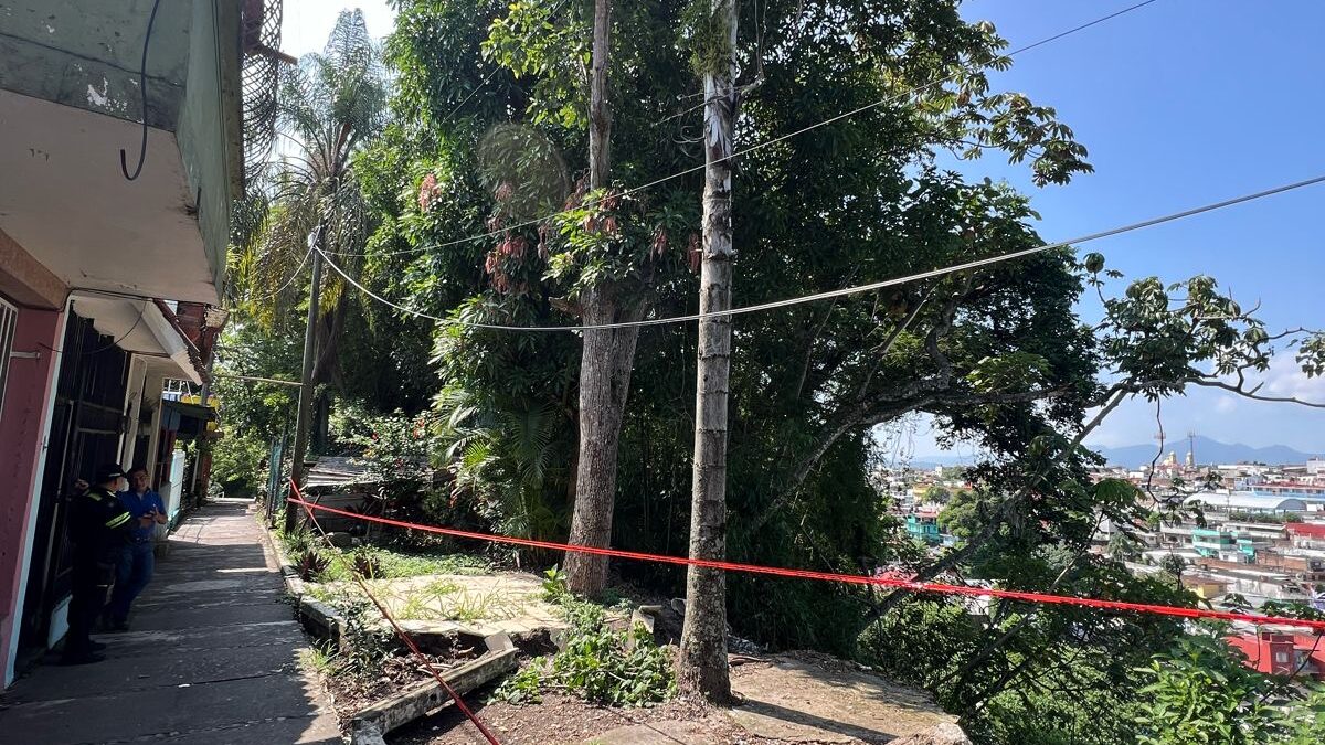 Podarán Ecología y Protección Civil árboles que representan riesgo para la población