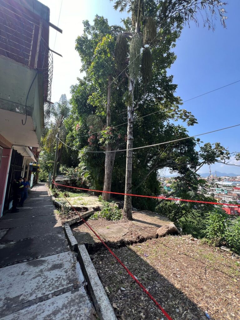 Podarán Ecología y Protección Civil árboles que representan riesgo para la población
