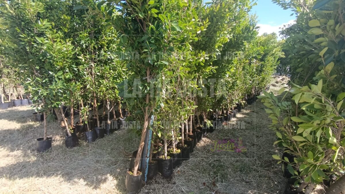 Alistan reforestación en Ixtaczoquiitlán