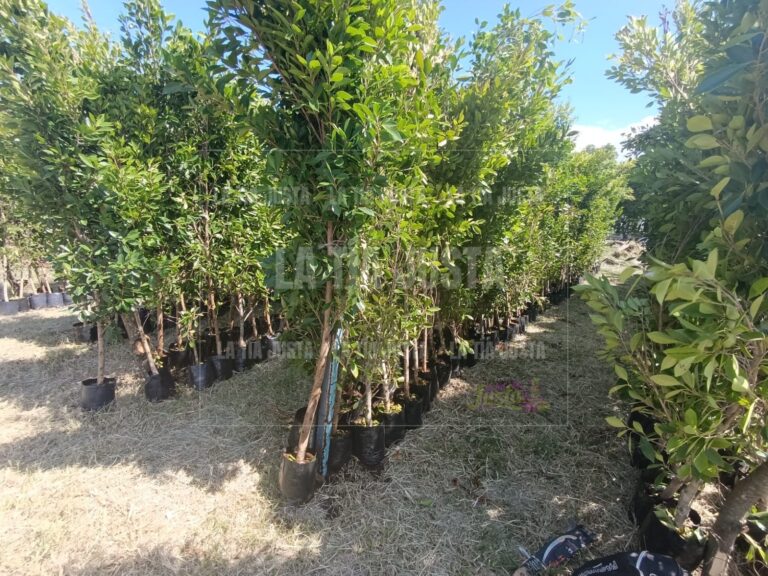 Alistan reforestación en Ixtaczoquiitlán