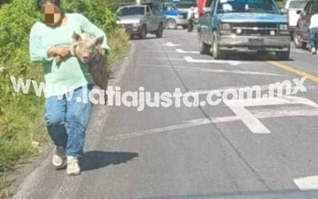 VUELCA CAMIÓN CON PUERCOS SOBRE LA CARRETERA FEDERAL 150 ORIZABA- TEHUACÁN A LA ALTURA DE LAS CUMBRES DE ACULTZINGO.