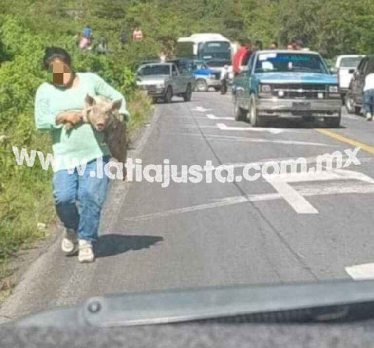 VUELCA CAMIÓN CON PUERCOS SOBRE LA CARRETERA FEDERAL 150 ORIZABA- TEHUACÁN A LA ALTURA DE LAS CUMBRES DE ACULTZINGO.