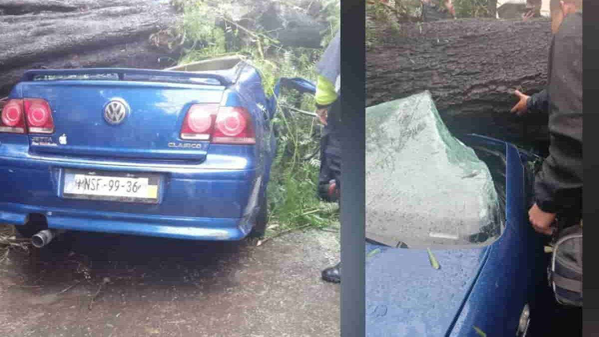 Video | Mujer muer3 y su bebé sobrevive tras caerles un árbol en la colonia Nápoles