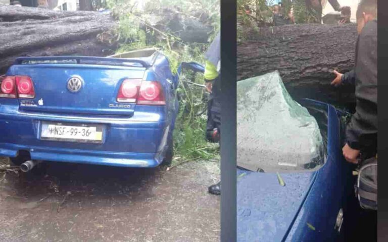 Video | Mujer muer3 y su bebé sobrevive tras caerles un árbol en la colonia Nápoles