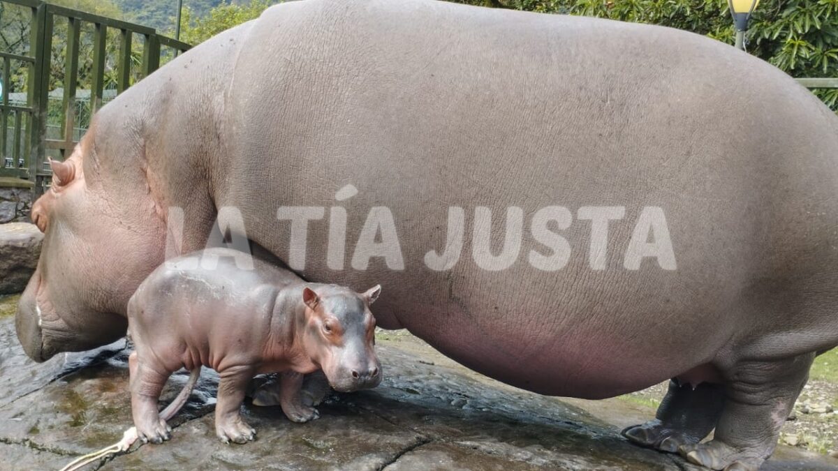 AÚN NO SE SABE SI LA CRÍA DE LOS HIPOPÓTAMOS GLORIA Y TYSON ES HEMBRA O MACHO.