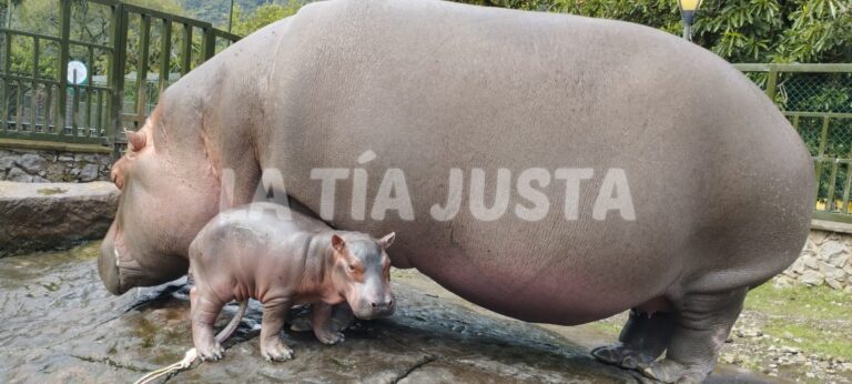 AÚN NO SE SABE SI LA CRÍA DE LOS HIPOPÓTAMOS GLORIA Y TYSON ES HEMBRA O MACHO.