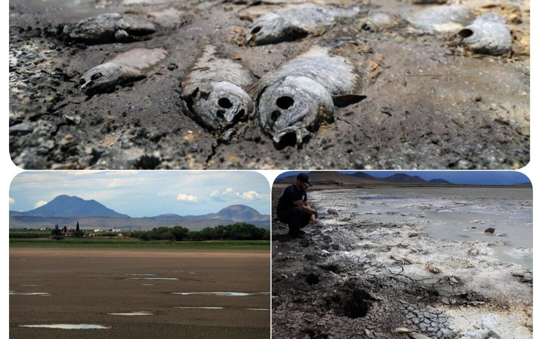 SE SECAN TRES LAGUNAS Y MUEREN MILES DE PECES EN CHIHUAHUA POR FALTA DE LLUVIAS.