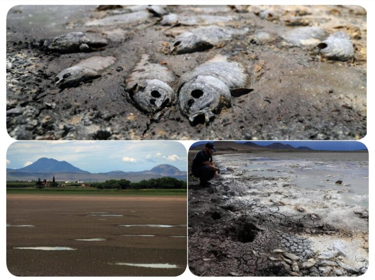 SE SECAN TRES LAGUNAS Y MUEREN MILES DE PECES EN CHIHUAHUA POR FALTA DE LLUVIAS.