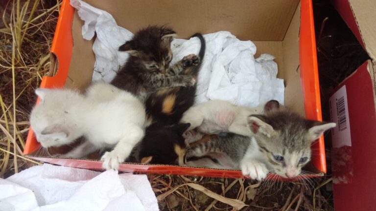 Abandonan gatitos en la colonia Márquez Hoyos