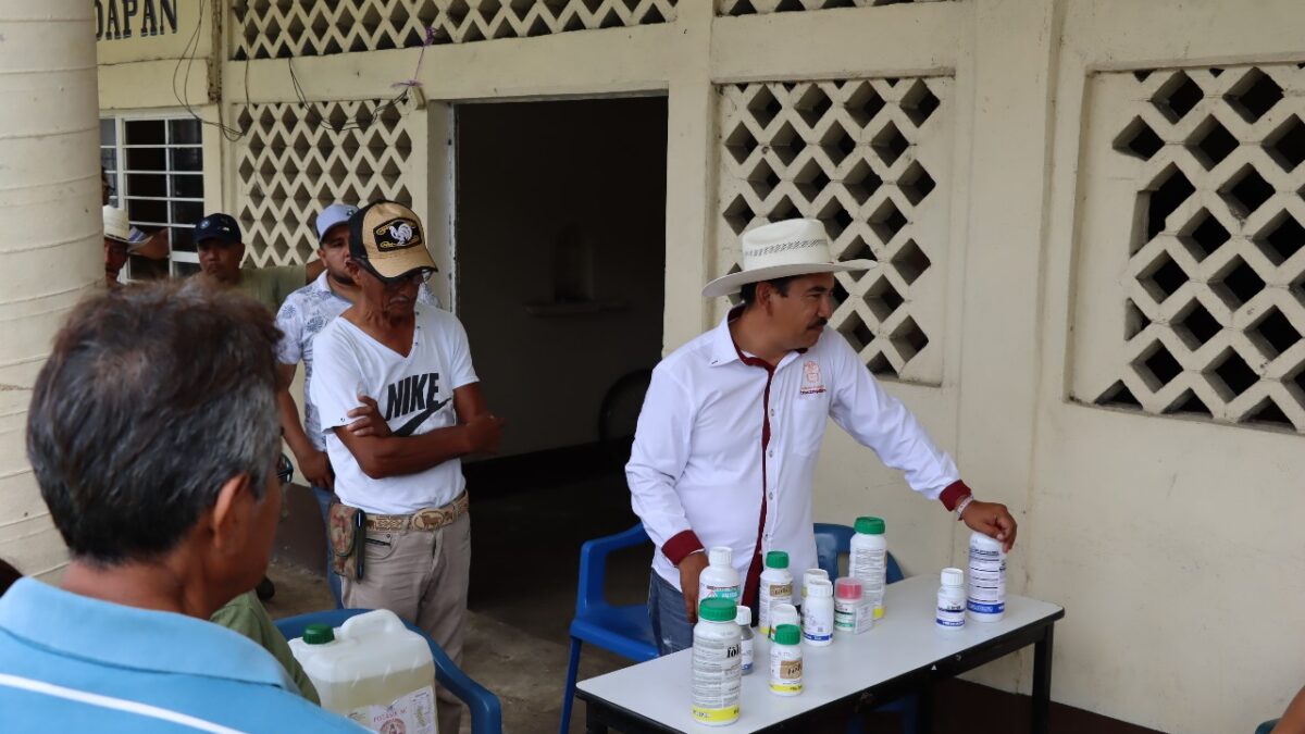 EN IXTACZOQUITLÁN, ATIENDEN PROBLEMÁTICA DE INFESTACIÓN DE FALSO GUSANO MEDIDOR