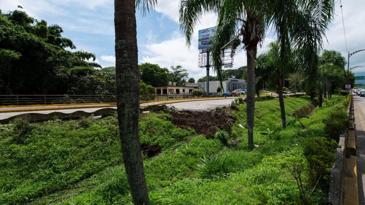 Reubica Ayuntamiento palmeras y arbustos del Tratados de Córdoba