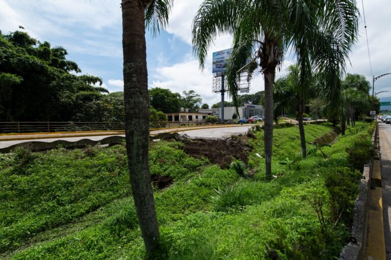 Reubica Ayuntamiento palmeras y arbustos del Tratados de Córdoba