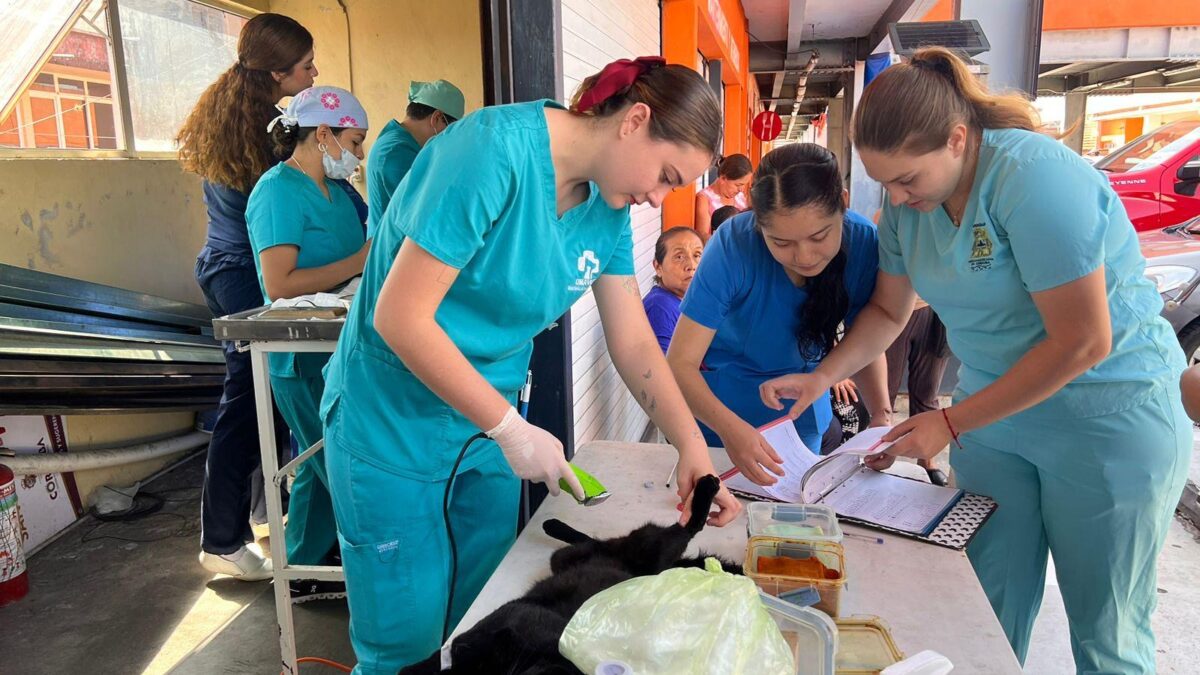 El Centro de Bienestar Animal de Córdoba, Veracruz, Fortalece su Labor con Campañas de Esterilización y Vacunación