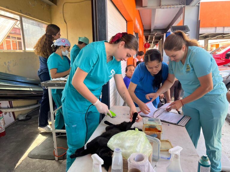 El Centro de Bienestar Animal de Córdoba, Veracruz, Fortalece su Labor con Campañas de Esterilización y Vacunación