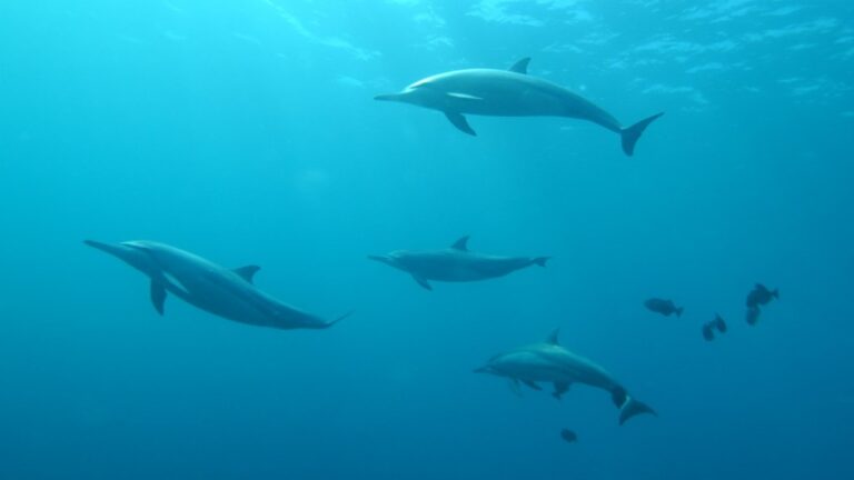 Más de 30 delfines mueren tras el derrame de crudo en el mar Negro