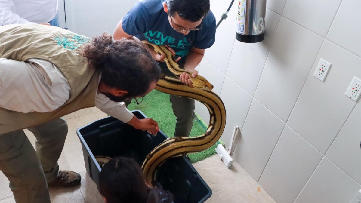 Ejemplar de pitón de 4.6 metros es reubicado en Naturalia