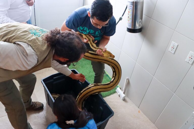 Ejemplar de pitón de 4.6 metros es reubicado en Naturalia