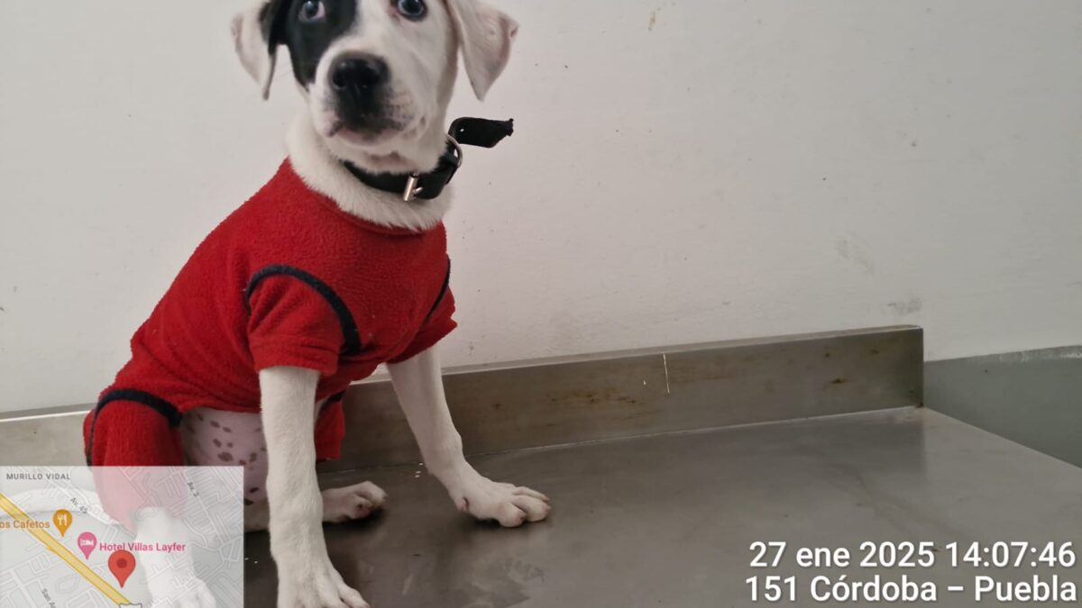 “Max” busca un hogar, invita CBA una adopción responsable