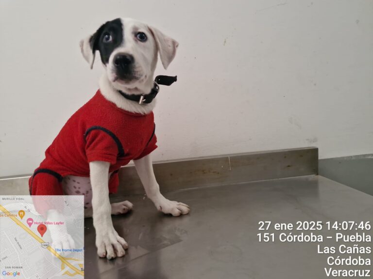 “Max” busca un hogar, invita CBA una adopción responsable
