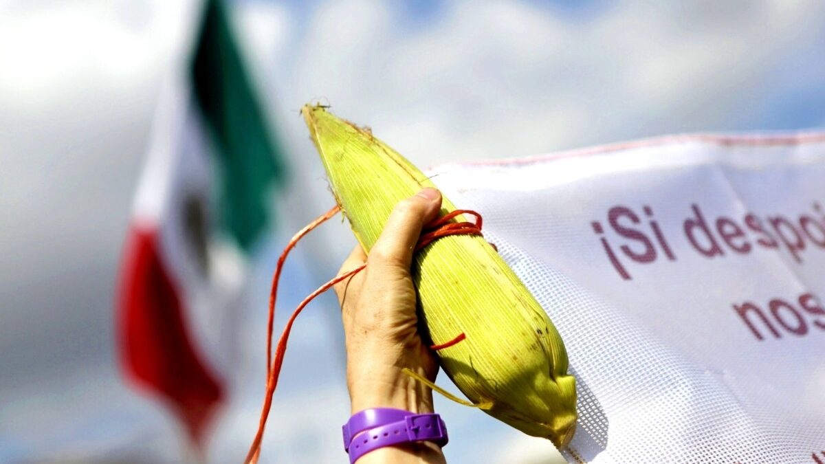 Diputados avalan prohibición de cultivo de maíz transgénico