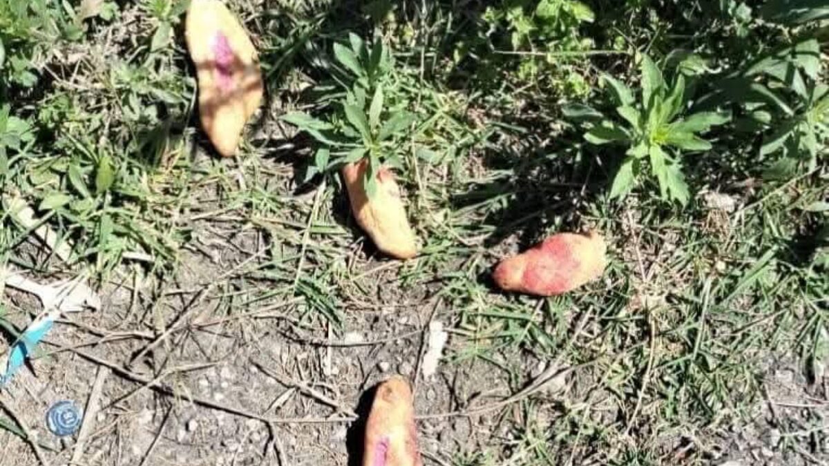 Tres niñas muer3n por comer pan env3n3nado en Chiapas
