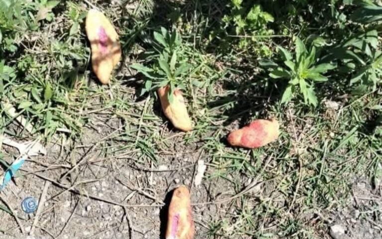 Tres niñas muer3n por comer pan env3n3nado en Chiapas