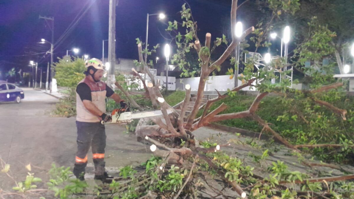 Continúa UMPC supervisión ante Surada; reportan solo 2 árboles caídos, hasta el momento