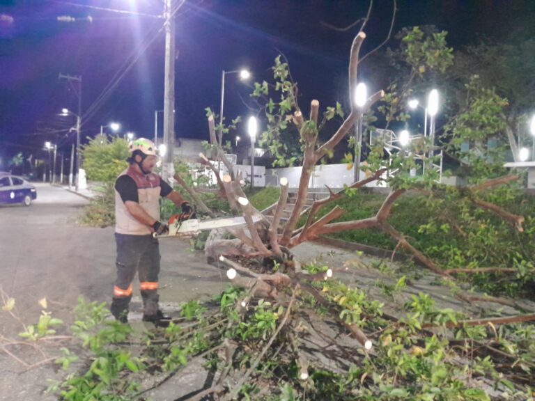 Continúa UMPC supervisión ante Surada; reportan solo 2 árboles caídos, hasta el momento