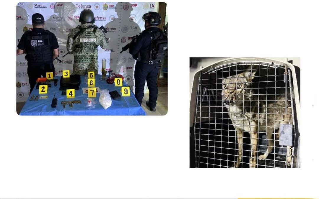 OBJETOS Y ANIMALES ASEGURADOS EN OPERATIVO DE CATEO CON FUERZAS FEDERALES Y ESTATALES EN CÓRDOBA