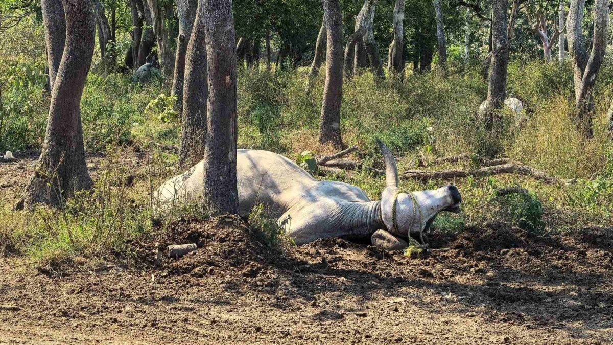 Reportan 600 muertes de reses en Tabasco, tras ingerir pollinaza contaminada