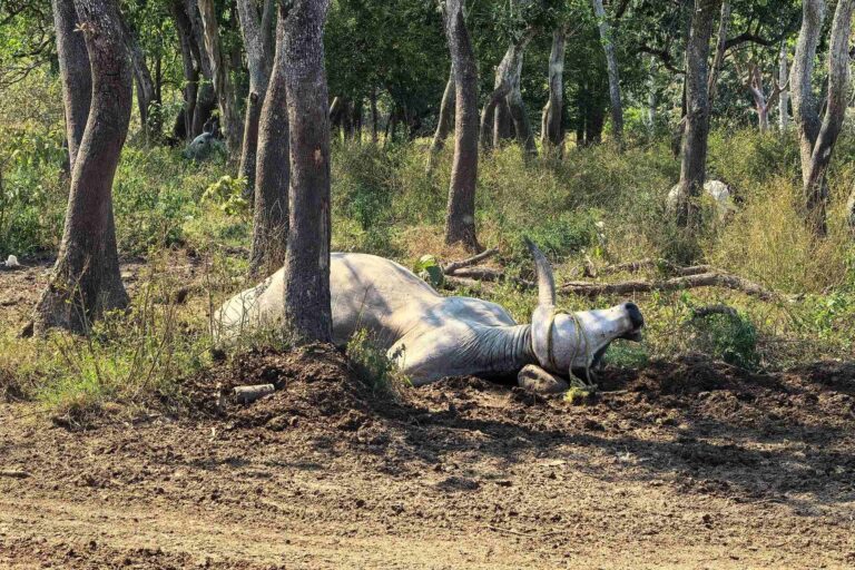 Reportan 600 muertes de reses en Tabasco, tras ingerir pollinaza contaminada