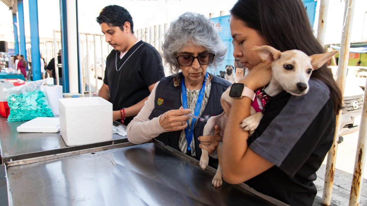 Centro de Bienestar Animal continúa dando orientación médica y aplicando vacunas, por el bien de los animales