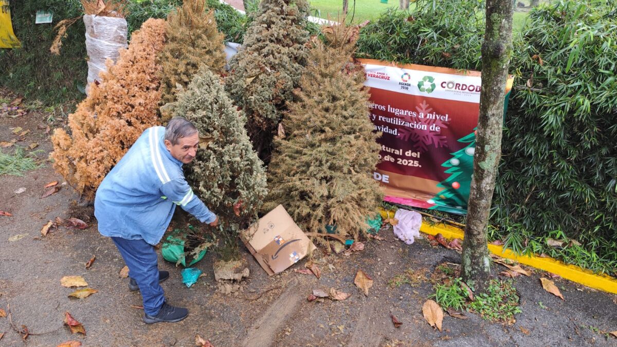 Ecología sigue recibiendo arbolitos navideños en la Campaña Eco Navidad