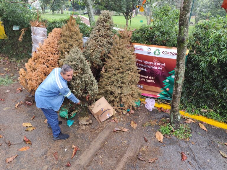 Ecología sigue recibiendo arbolitos navideños en la Campaña Eco Navidad