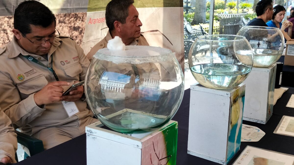 Comenzarán medidas preventivas contra el mosco transmisor del dengue