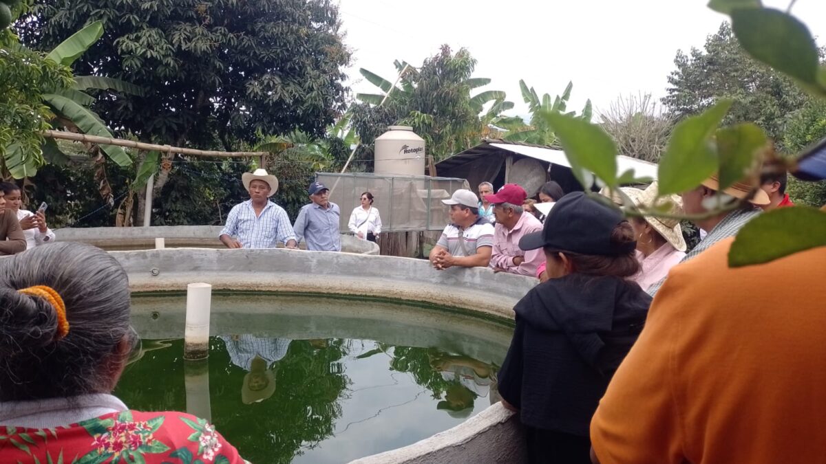 Conocen productores de Córdoba cultivo de mojarra tilapia