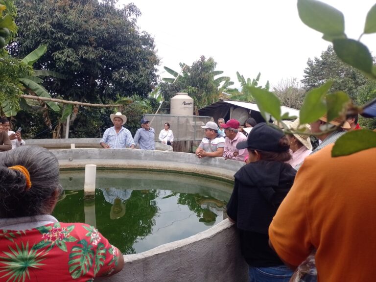 Conocen productores de Córdoba cultivo de mojarra tilapia