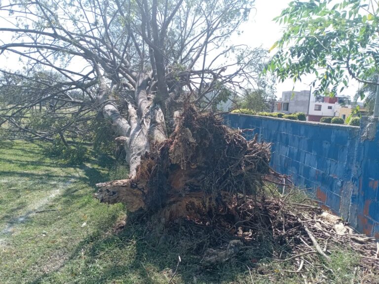 Actualiza PC reporte de daños tras Surada; no hay lesionados pero si caída de árboles