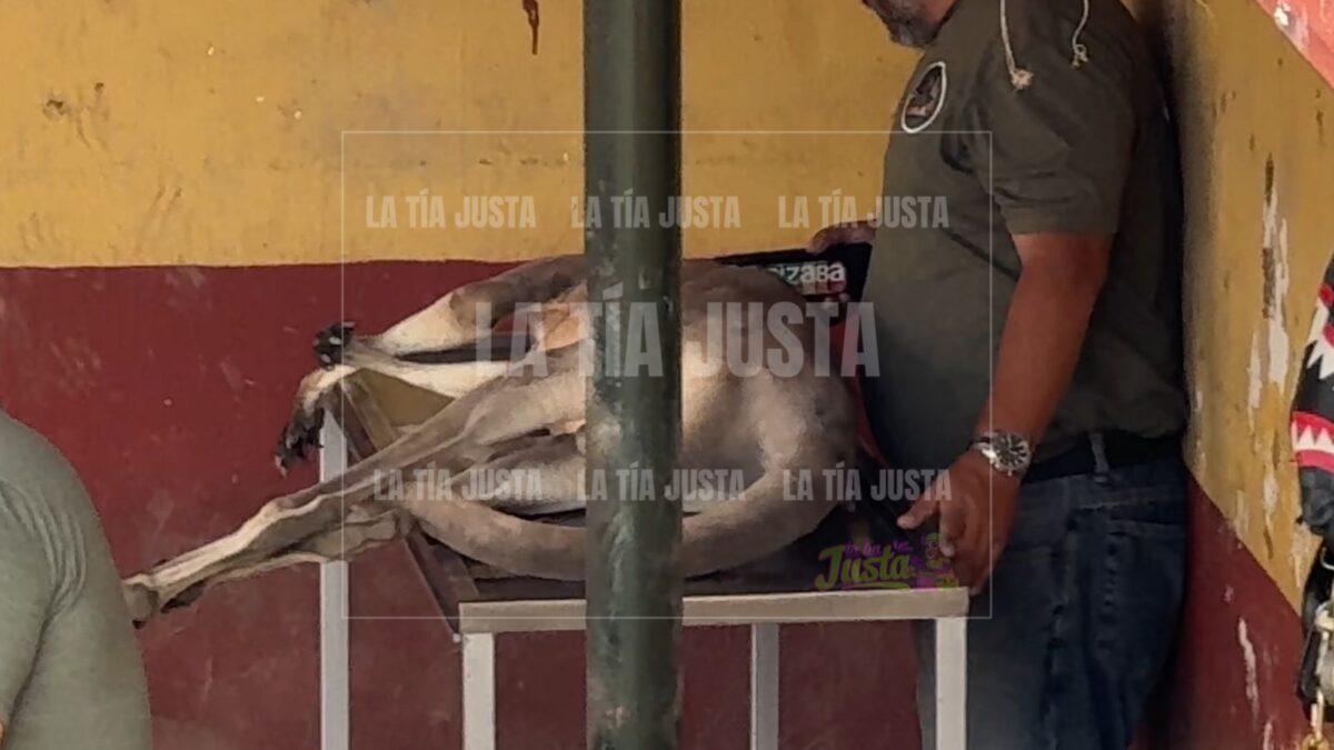 Muere Canguro, era único en México